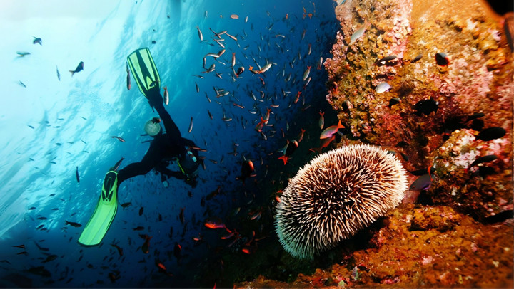 Scuba Diving in Chidiyatapu