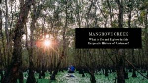 Mangrove Creek