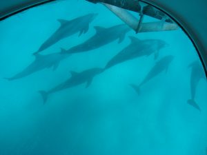 Andaman Dolphin Boat Ride